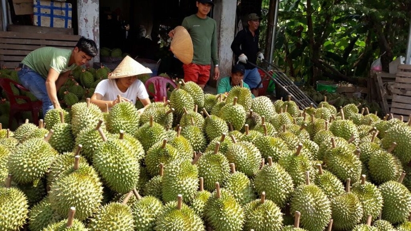 Ăn sầu riêng có tác dụng gì không phải ai cũng biết 2