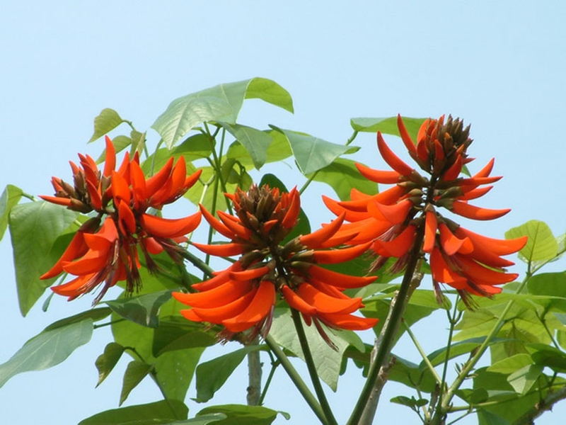 Áp dụng ngay các phương pháp dùng lá vông chữa bệnh trĩ hiệu quả 3