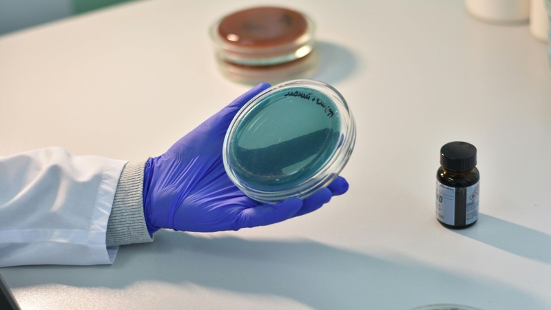 Aspergillus terreus chủ yếu được nuôi cấy và lên men để thu sinh khối hoặc các chất như lovastatin