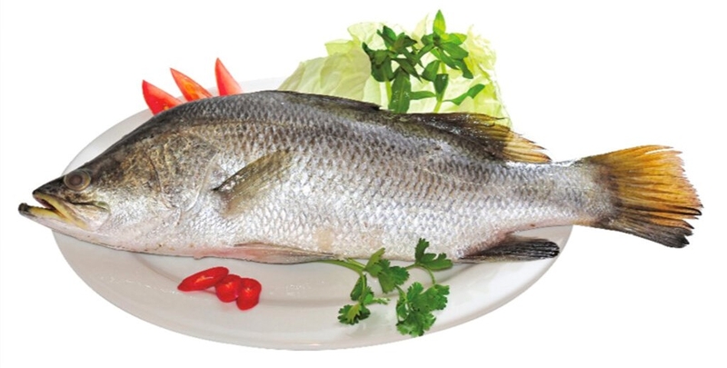 Bà bầu ăn cá chẽm có tốt không? Những lợi ích tuyệt vời của cá chẽm 2