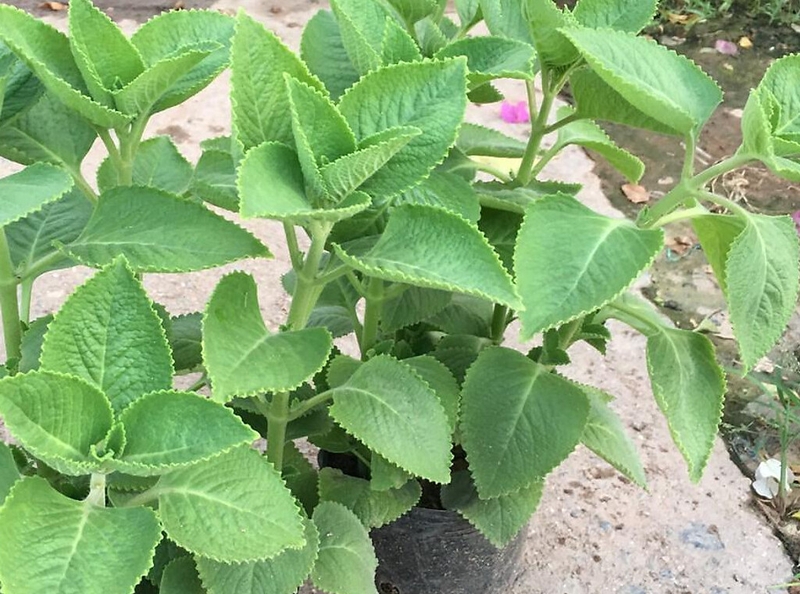 Bà bầu ăn rau húng chanh được không? Tác dụng của rau húng chanh đối với sức khỏe 1