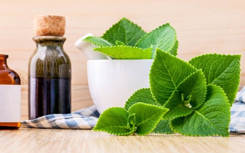 Bà bầu ăn rau húng chanh được không? Tác dụng của rau húng chanh đối với sức khỏe 2