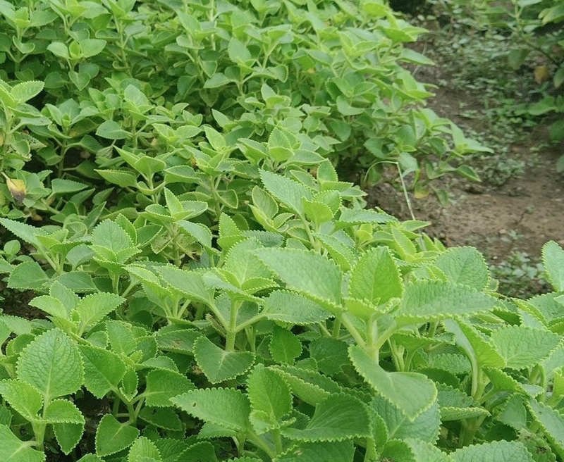 Bà bầu ăn rau húng chanh được không? Tác dụng của rau húng chanh đối với sức khỏe 4