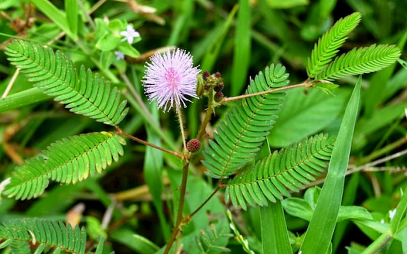 Bai-thuoc-dan-gian-chua-viem-khop-cung-chau 2.png