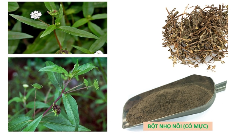 Bật mí các phương pháp sử dụng cây cỏ mực chữa bệnh trĩ 2