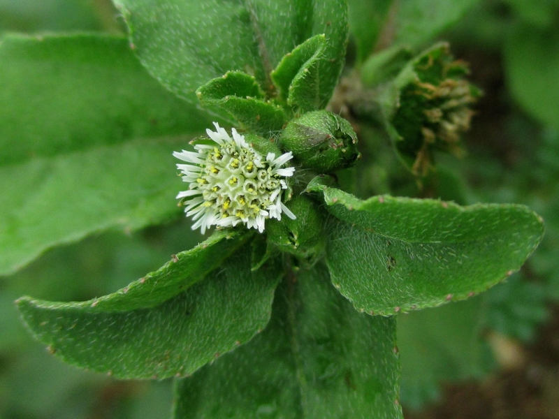 Bật mí các phương pháp sử dụng cây cỏ mực chữa bệnh trĩ 3