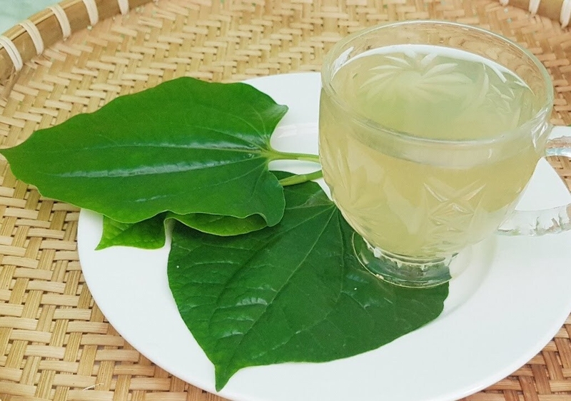 Bật mí cách chữa bệnh ra mồ hôi tay chân bằng lá lốt không phải ai cũng biết 3