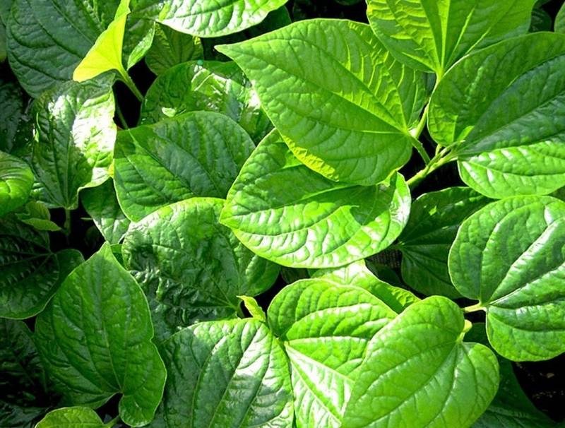 Bật mí cách chữa bệnh ra mồ hôi tay chân bằng lá lốt không phải ai cũng biết 4