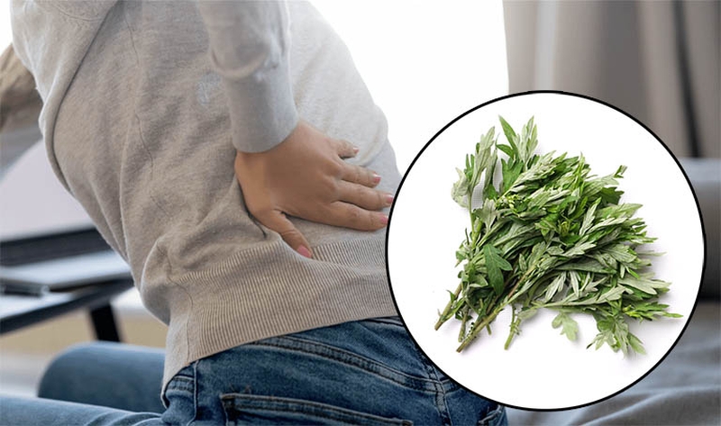 Bật mí một số cây thuốc nam giúp bạn chữa đau dây thần kinh tọa 4