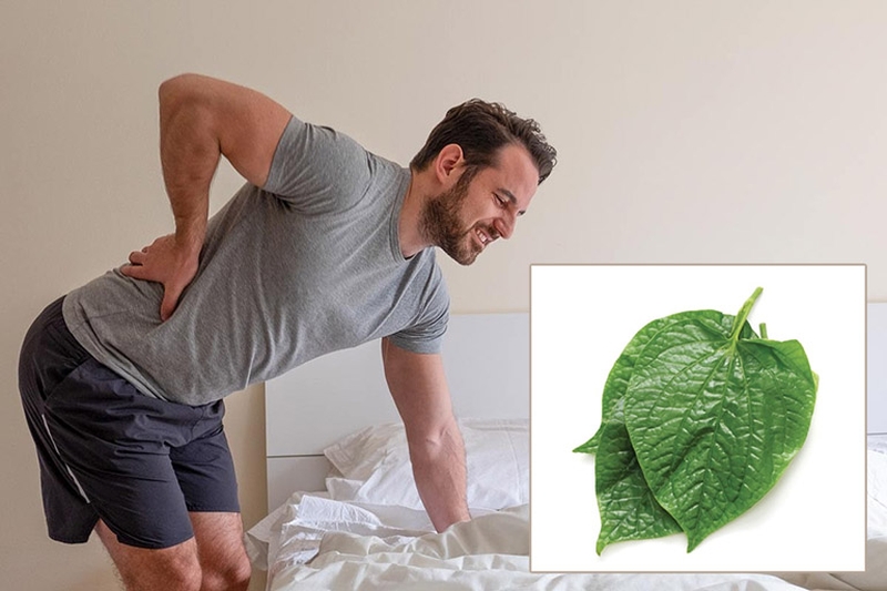 Bất ngờ với hiệu quả chữa đau thần kinh tọa bằng lá lốt 1