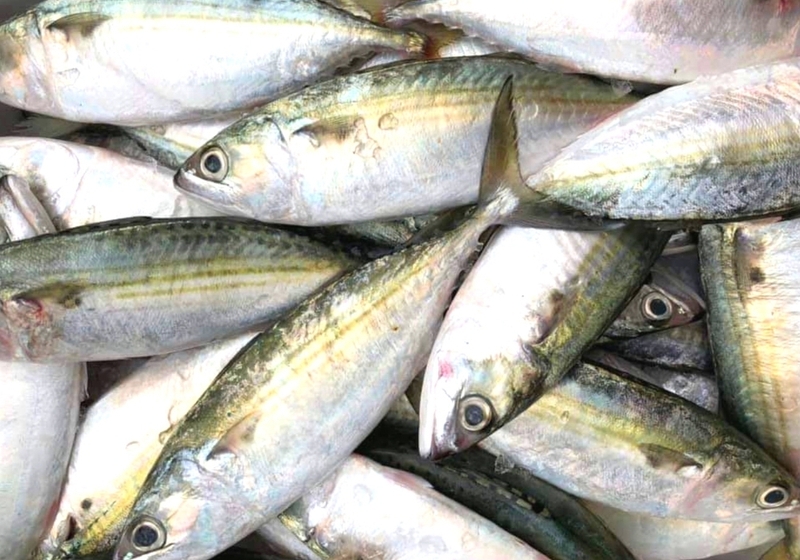 Bầu ăn cá bạc má được không? Lợi ích tuyệt vời của cá bạc má với sức khỏe thai kỳ 4