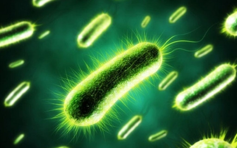 Bà bầu ăn giá được không? Những điều mẹ bầu cần biết để ăn giá đỗ an toàn 2