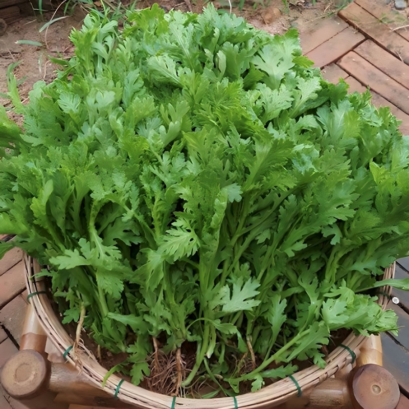 Bầu ăn rau cải cúc được không? Tác dụng của rau cải cúc đối với mẹ bầu 3