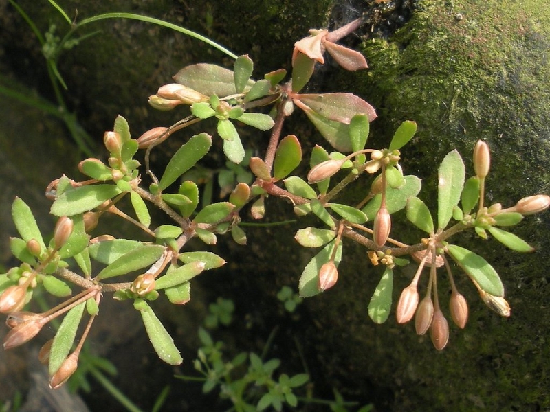 Bầu ăn rau đắng được không? Tác dụng của rau đắng đối với bà bầu 1