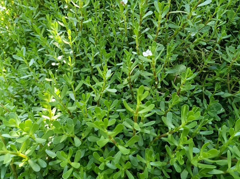 Bầu ăn rau đắng được không? Tác dụng của rau đắng đối với bà bầu 2