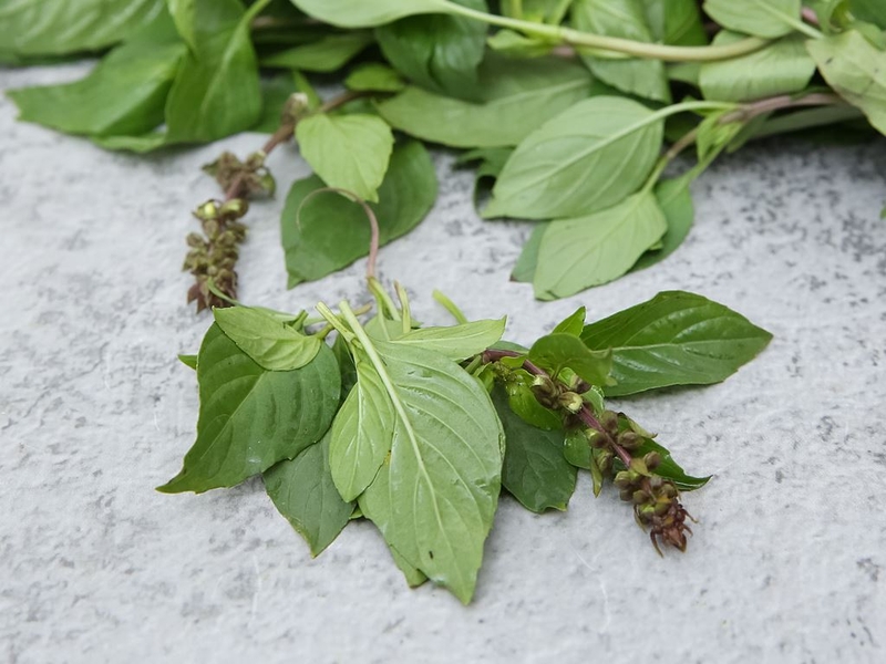 Bầu ăn rau húng quế được không? Tác dụng của rau húng quế với bà bầu 1