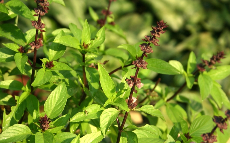 Bầu ăn rau húng quế được không? Tác dụng của rau húng quế với bà bầu 2