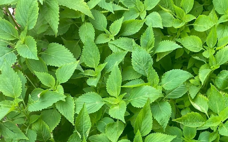 Bầu ăn rau kinh giới được không? Những lưu ý khi bà bầu ăn rau kinh giới 1