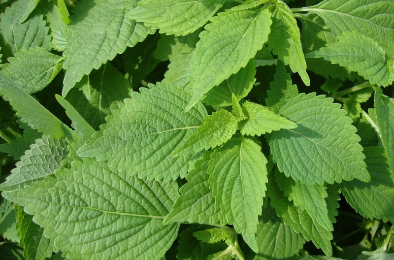 Bầu ăn rau kinh giới được không? Những lưu ý khi bà bầu ăn rau kinh giới 2