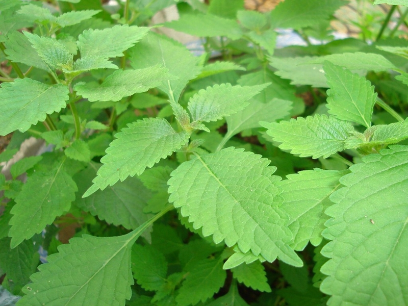 Bầu ăn rau kinh giới được không? Những lưu ý khi bà bầu ăn rau kinh giới 3