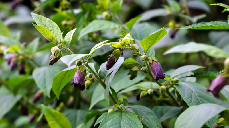 Lá và rễ là hai bộ phận được sử dụng phổ biến nhất do chứa hàm lượng alkaloid tương đối cao và ổn định