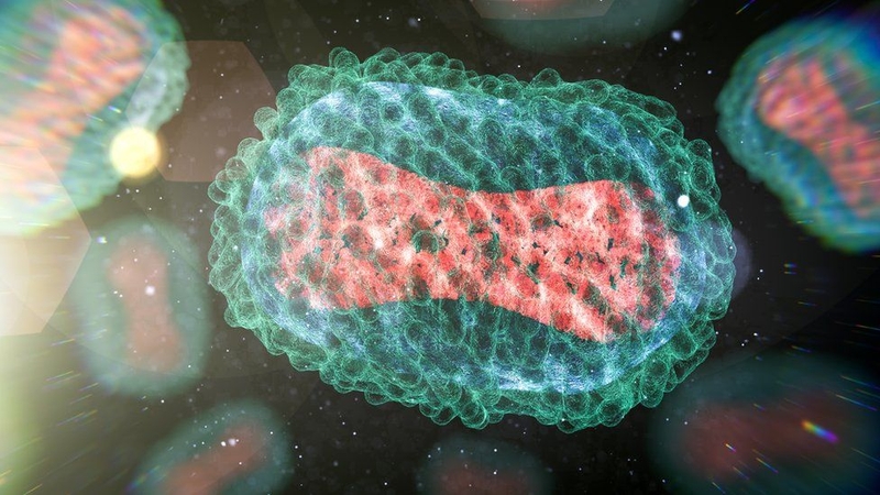 Bệnh đậu mùa khỉ là một bệnh hiếm gặp do nhiễm vi rút đậu mùa khỉ 1