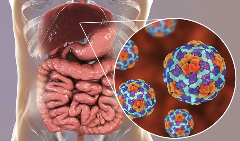 benh-gan-co-lay-khong-cac-van-de-lien-quan-den-gan 2