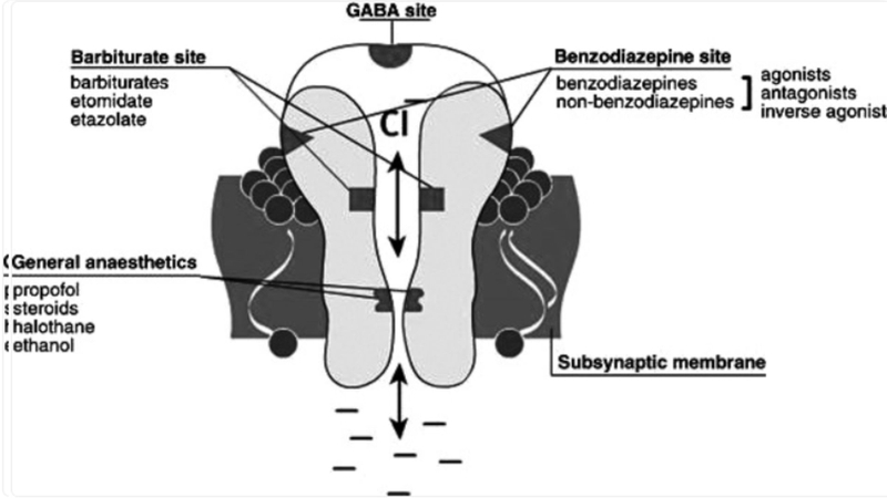 Cơ chế tác động của Benzodiazepine trong hệ thần kinh