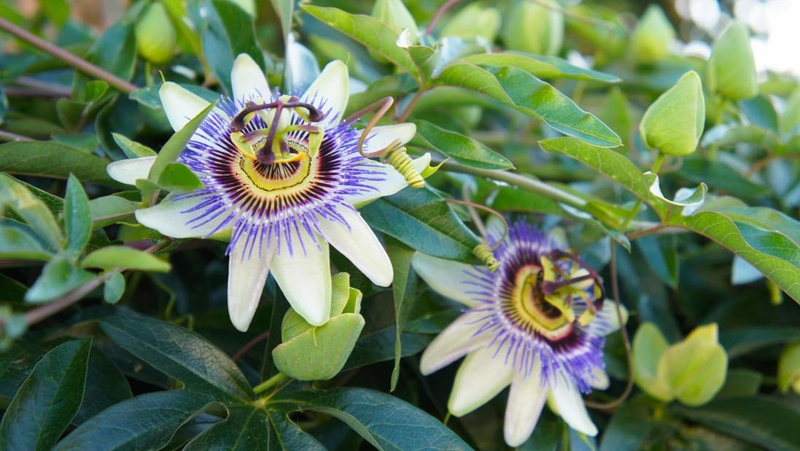 Bị rối loạn giấc ngủ uống thuốc gì để điều trị 3