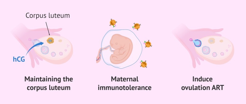 Bị trễ kinh bao lâu thì thử que? 2