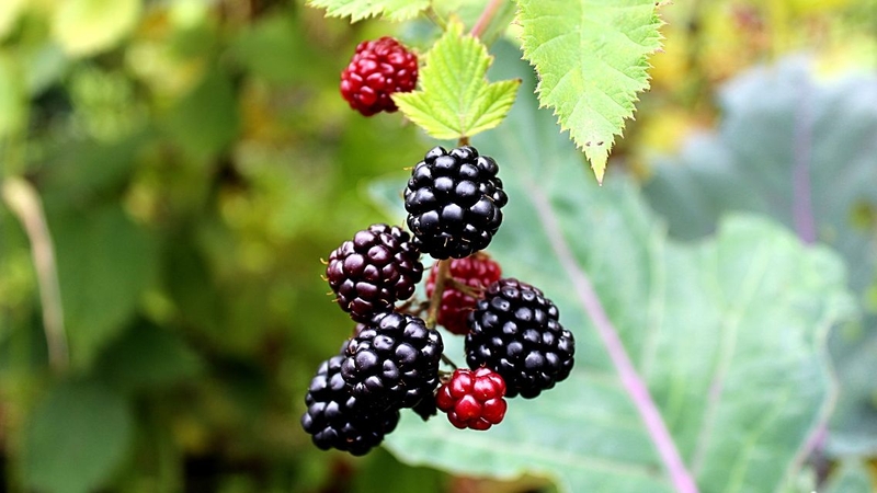 Boysenberry có hương vị đặc trưng, nhiều người yêu thích