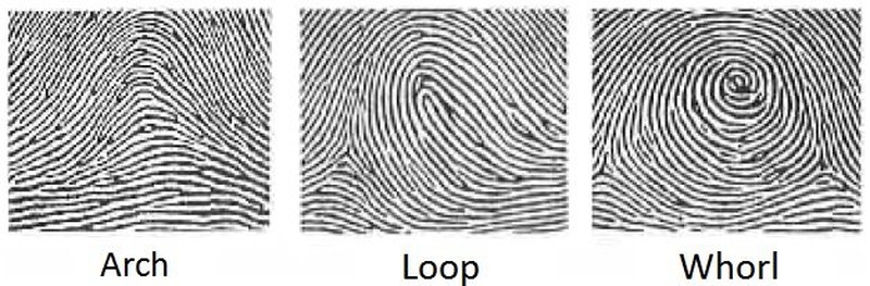Các nhà khoa học phân loại vân tay thành 3 mẫu vân tay chính 1