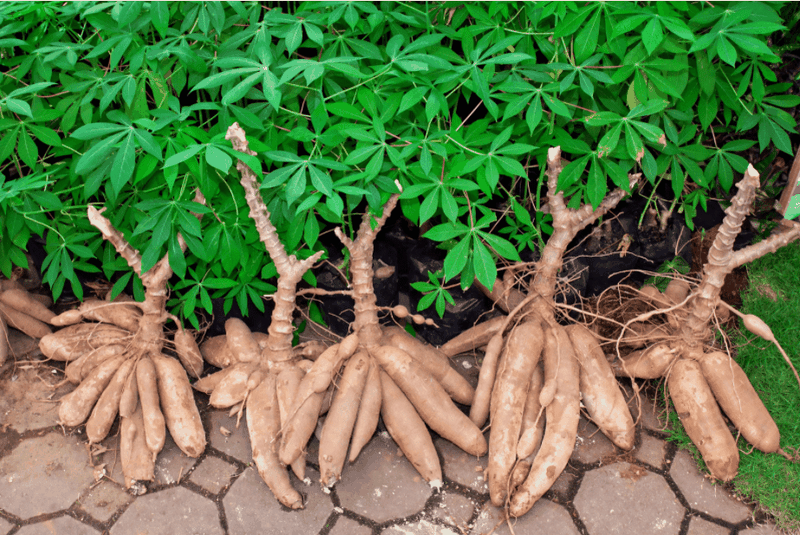 Củ sắn mới được thu hoạch