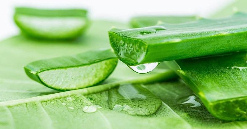 cách chữa chốc mép tại nhà bằng nha đam/ lô hội