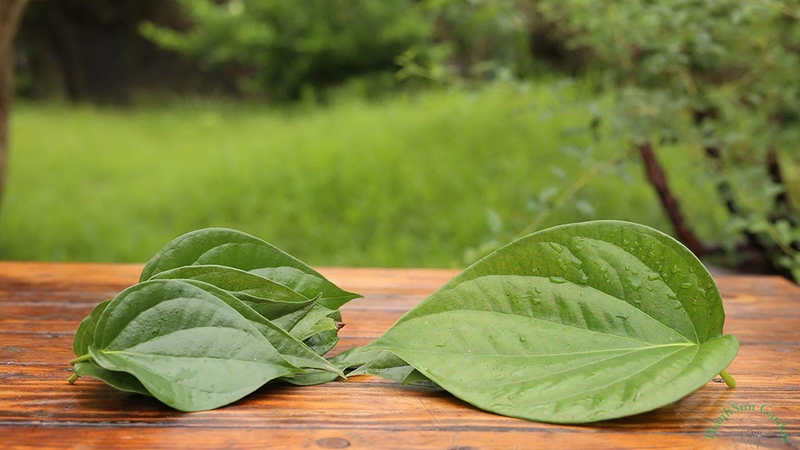 Cách chữa viêm xoang bằng lá trầu không đơn giản mà lại cực hiệu quả 2