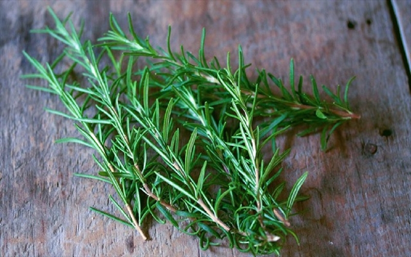 Cách sử dụng cây hương thảo đuổi hiệu quả 1