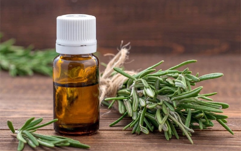 Cách sử dụng cây hương thảo đuổi hiệu quả 2