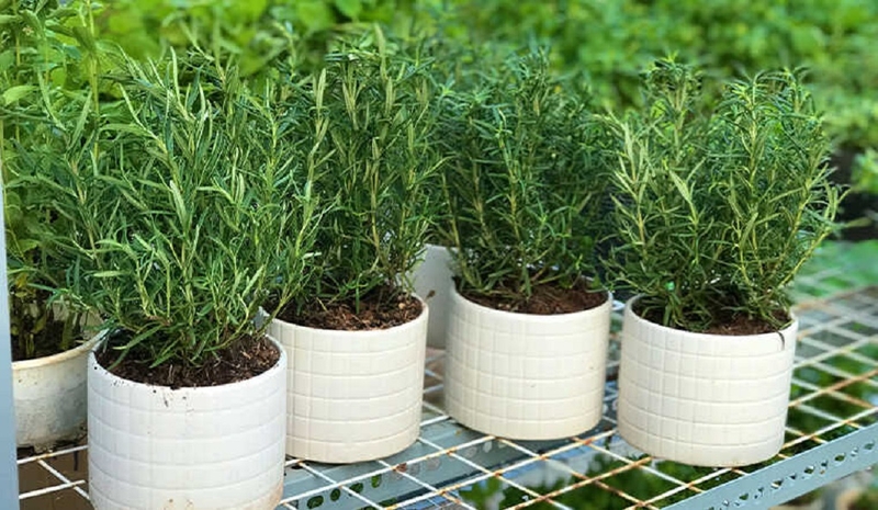 Cách sử dụng cây hương thảo đuổi hiệu quả 3