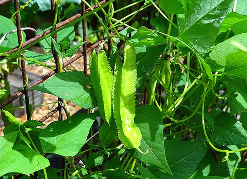 9-cong-dung-cua-dau-rong-do-khe-doi-voi-suc-khoe-sac-dep-2