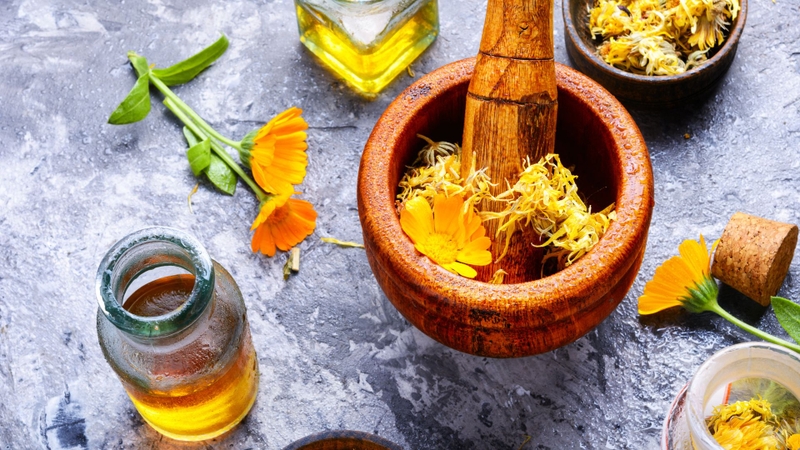 Calendula officinalis, thường được gọi là cúc kim tiền
