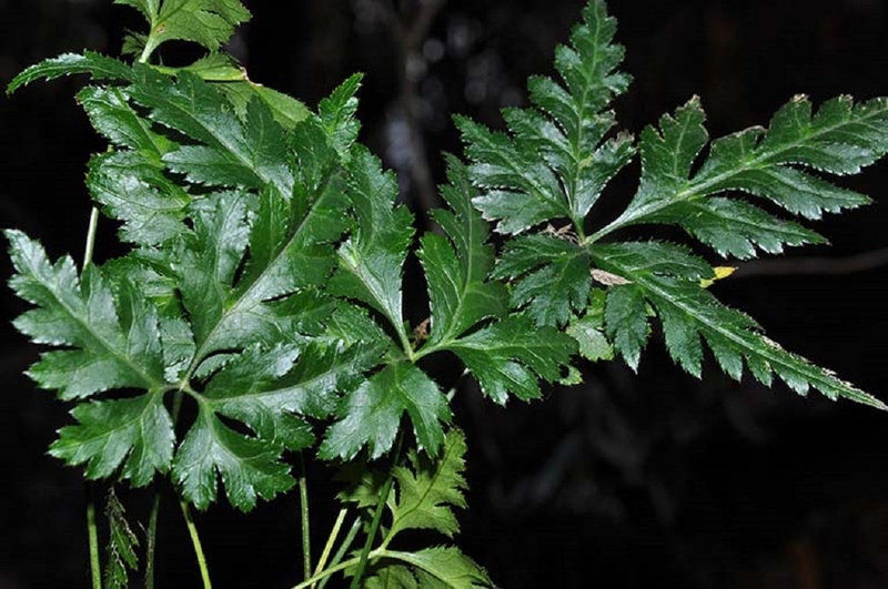 Cây hoàng liên có những tác dụng gì? Một số bài thuốc từ cây hoàng liên 1