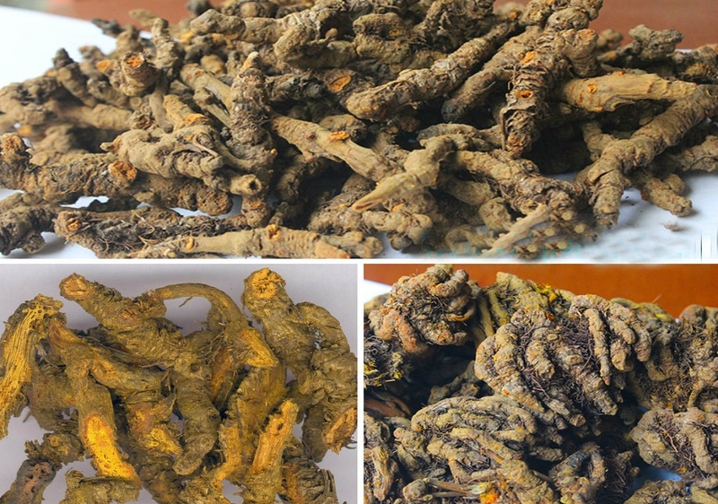 Cây hoàng liên có những tác dụng gì? Một số bài thuốc từ cây hoàng liên 2