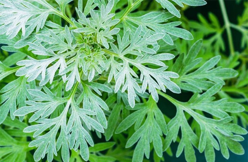 Cây ngải cứu có tác dụng gì đối với sức khỏe?