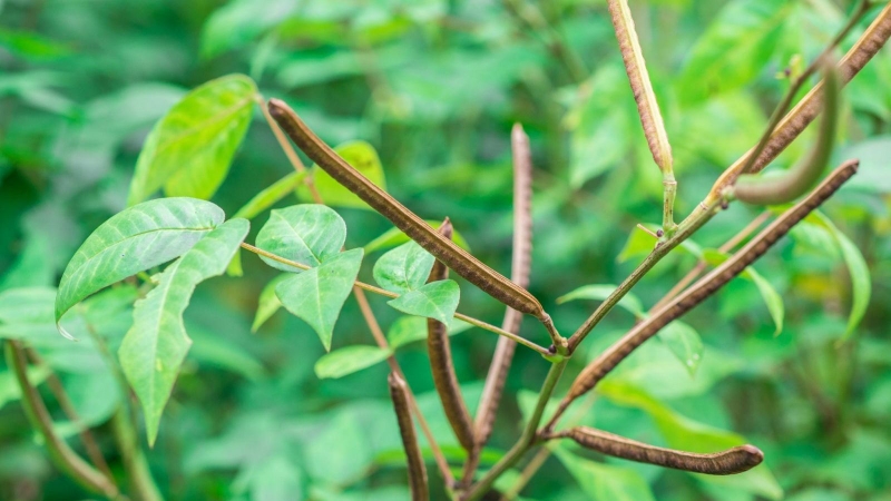 cay-thuoc-nam-giup-sang-mat-1
