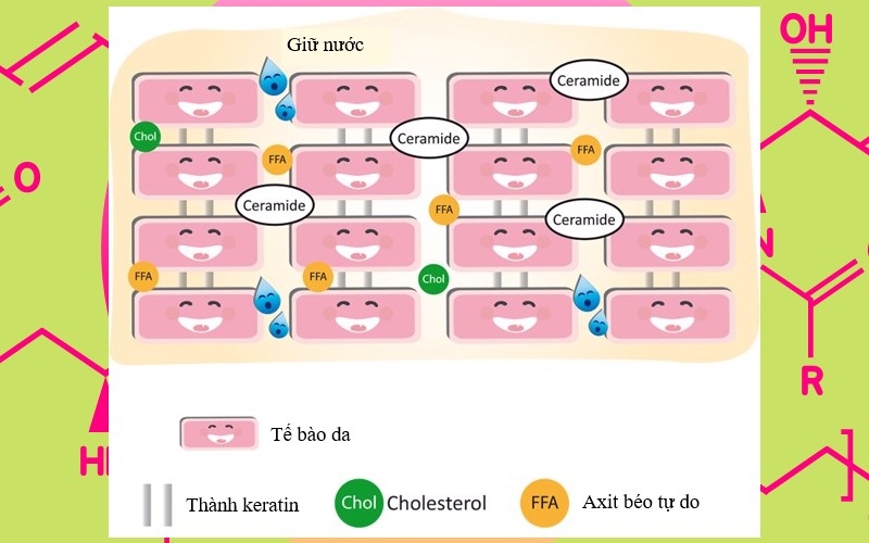 Ceramides là gì? Công dụng? Cách dùng? Kết hợp được với thành phần nào? 1