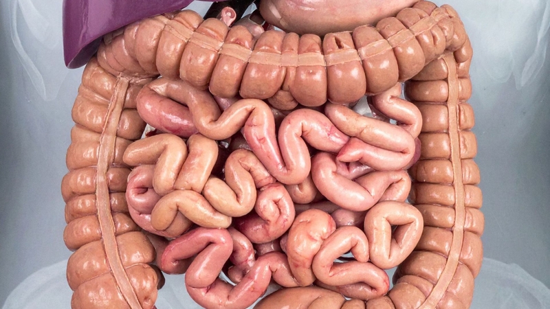 Phần lớn lượng Cetylpyridinium không được hấp thu vào cơ thể sẽ được đào thải ra ngoài qua hệ tiêu hóa, chủ yếu cùng với phân