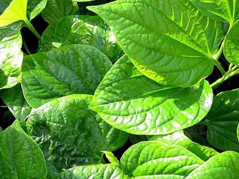 Chia sẻ các bài thuốc trị đau khớp gối đơn giản, dễ thực hiện và đem lại hiệu quả cao 4