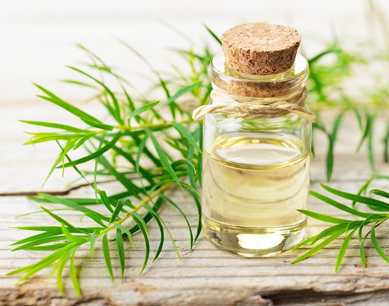 Chia sẻ cùng bạn cách đánh cảm bằng dầu tràm an toàn và đơn giản 1