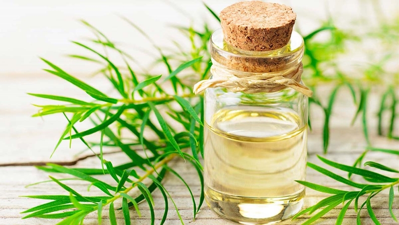 Chia sẻ kinh nghiệm chọn mua tinh dầu tràm phù hợp với trẻ nhỏ 1