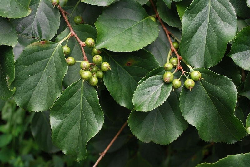 Chữa nang naboth bằng thuốc nam có hiệu quả không? Nên hay không nên?